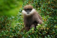 Hulman rudolici - Semnopithecus vetulus - Purple-faced Leaf Monkey o6853